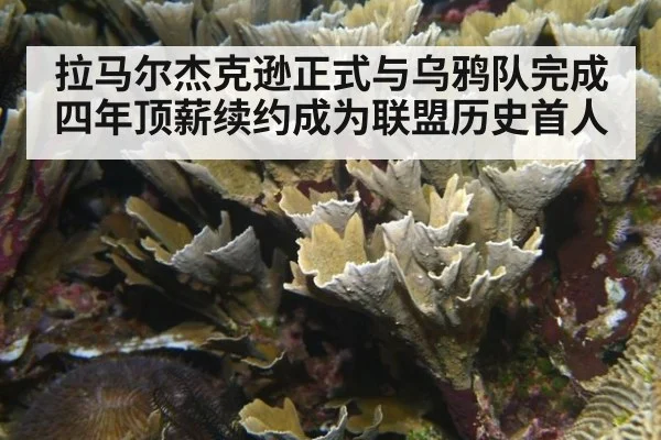 拉马尔杰克逊正式与乌鸦队完成四年顶薪续约成为联盟历史首人